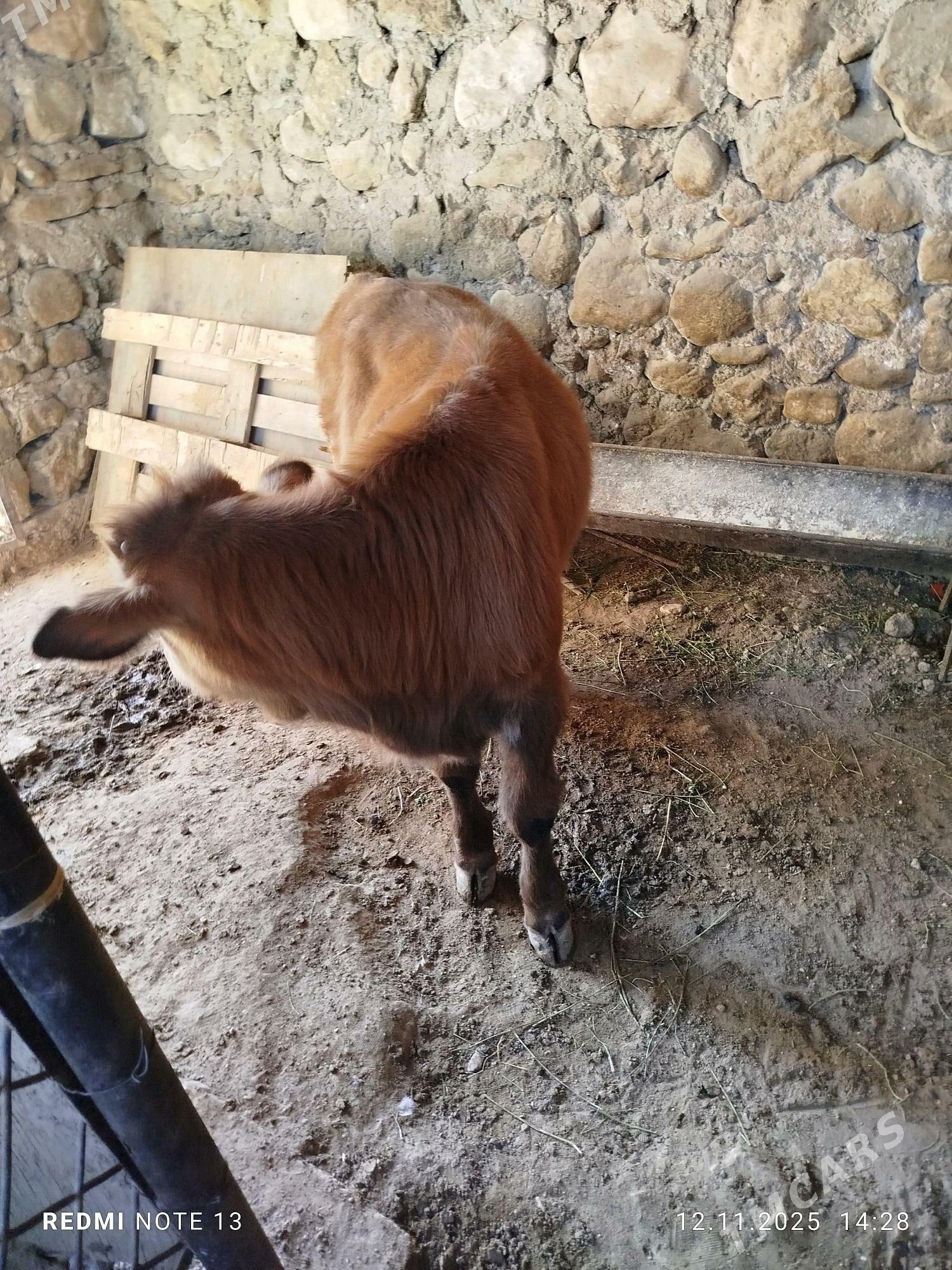 okuz - Balkanabat - img 3