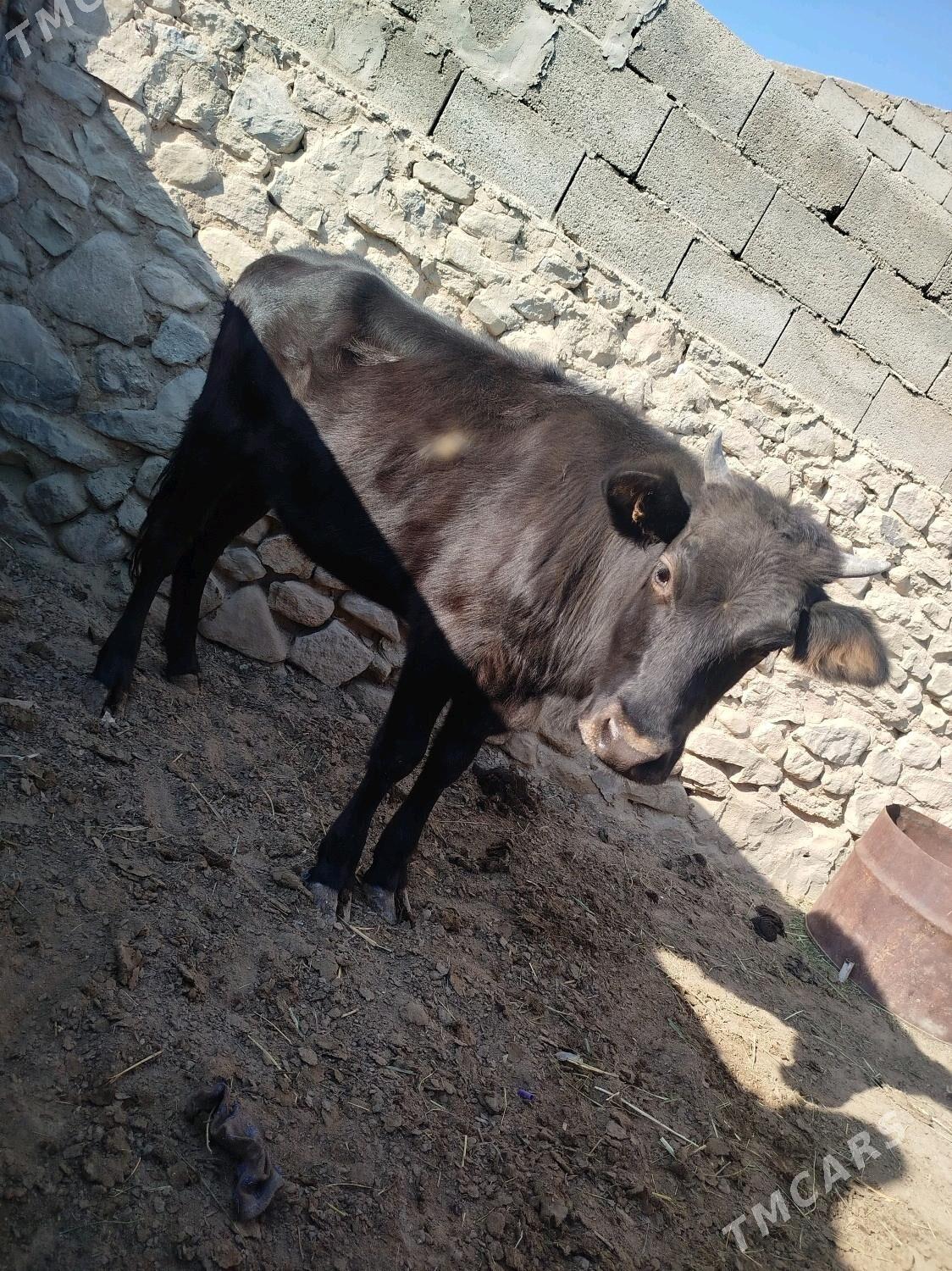 Gacar - Gyzylarbat - img 4