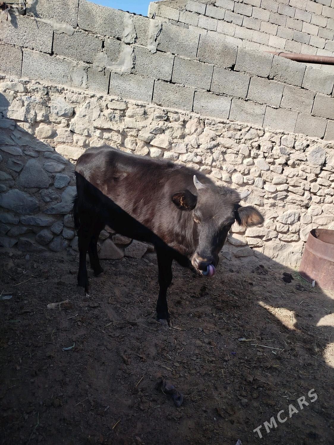 Gacar - Gyzylarbat - img 1