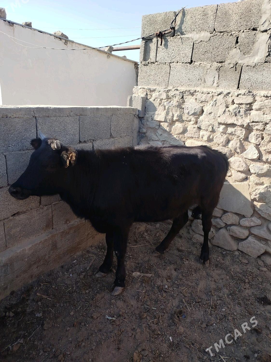 Gacar - Gyzylarbat - img 3