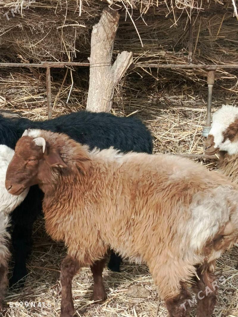 Goç. Goyun - Görogly (Tagta) - img 2