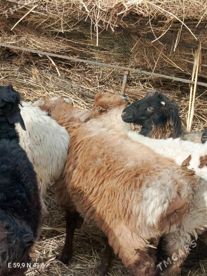 Goç. Goyun - Görogly (Tagta) - img 3