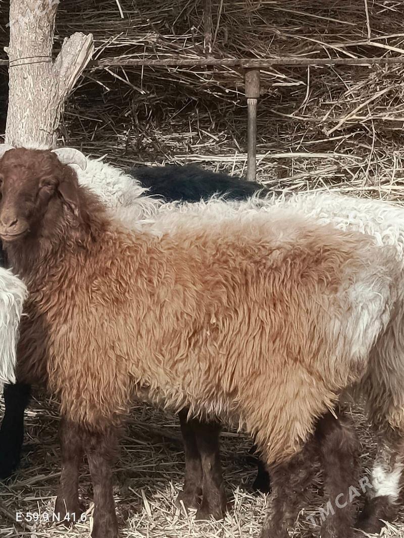 Goç. Goyun - Görogly (Tagta) - img 1