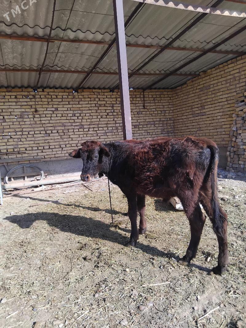 gole - Tejen - img 3