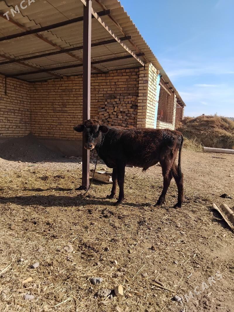 gole - Tejen - img 4