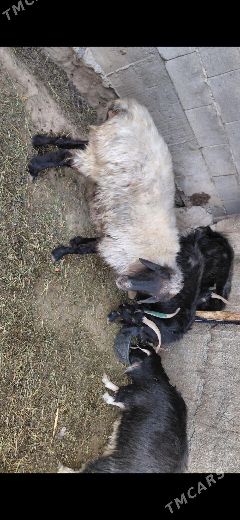 goyun - Aşgabat - img 1