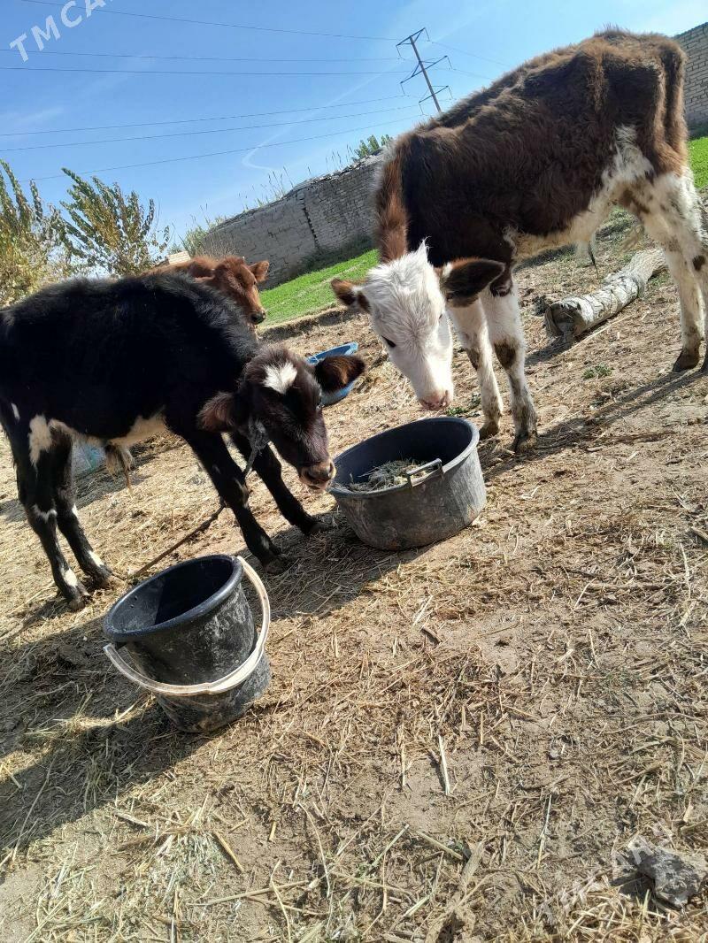 gunajyn - Çärjew - img 6