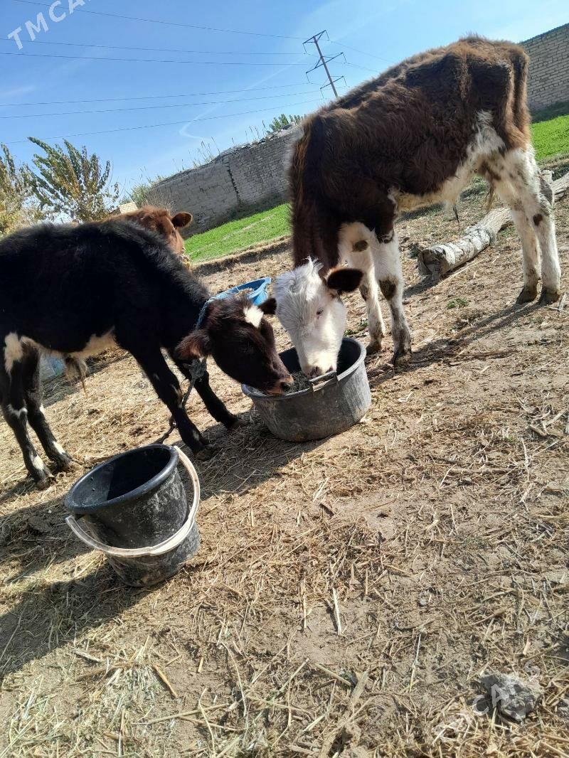 gunajyn - Çärjew - img 7