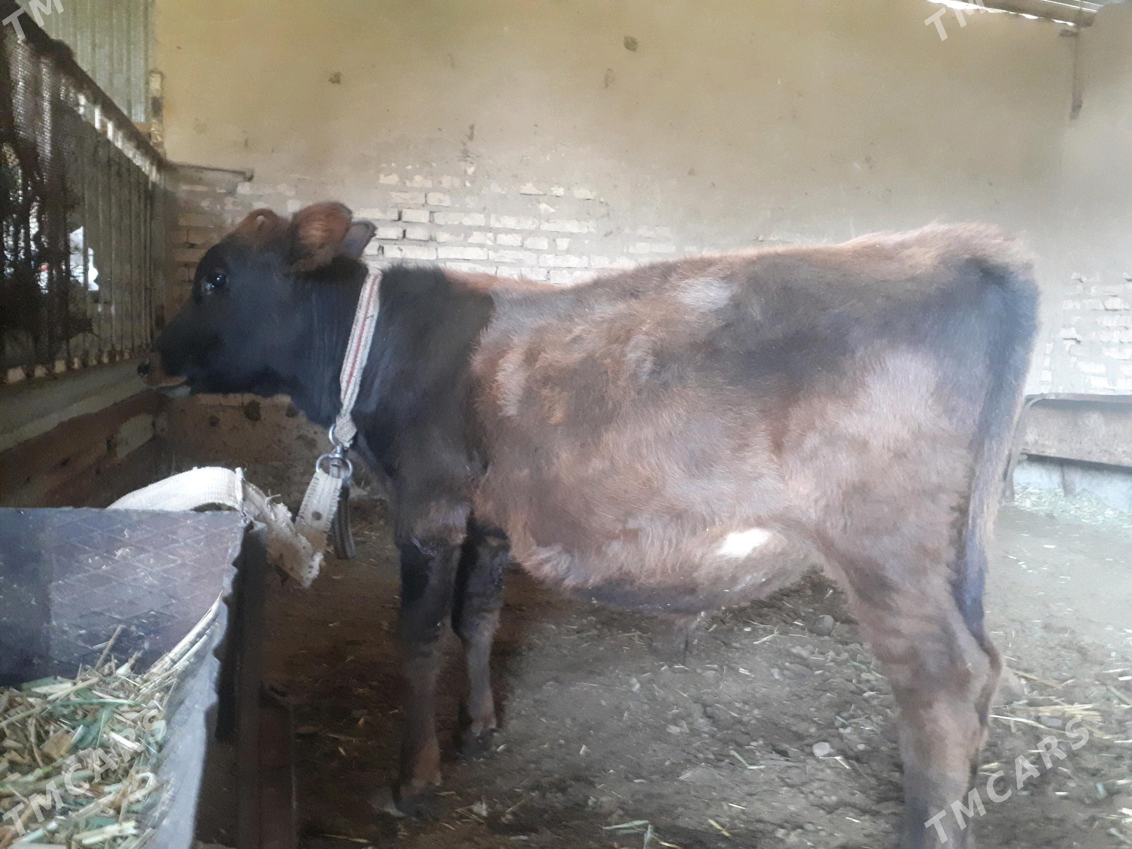 Okuzce - Wekilbazar - img 1