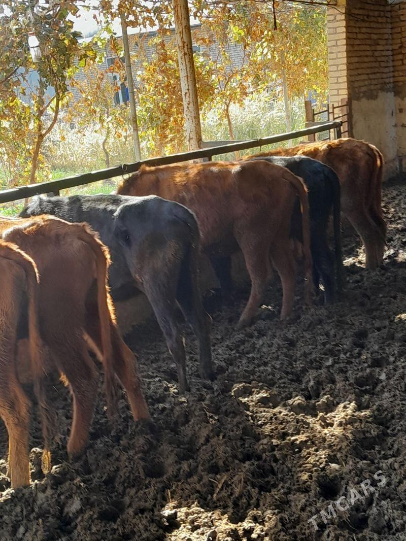 gunajyn - Çärjew - img 2