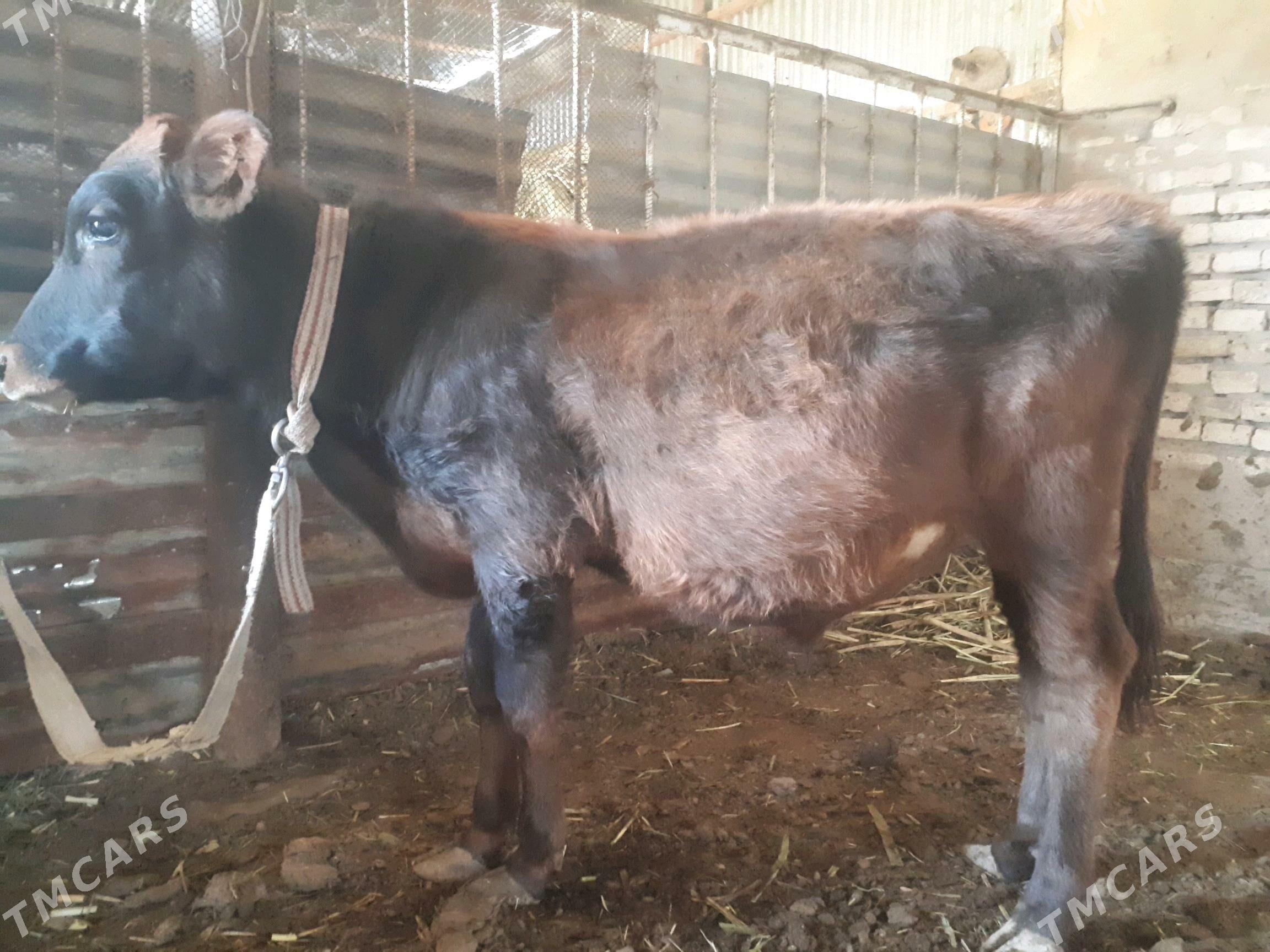 Okuzce - Wekilbazar - img 2