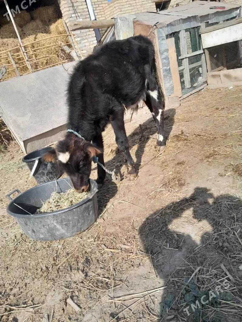 gunajyn - Çärjew - img 5