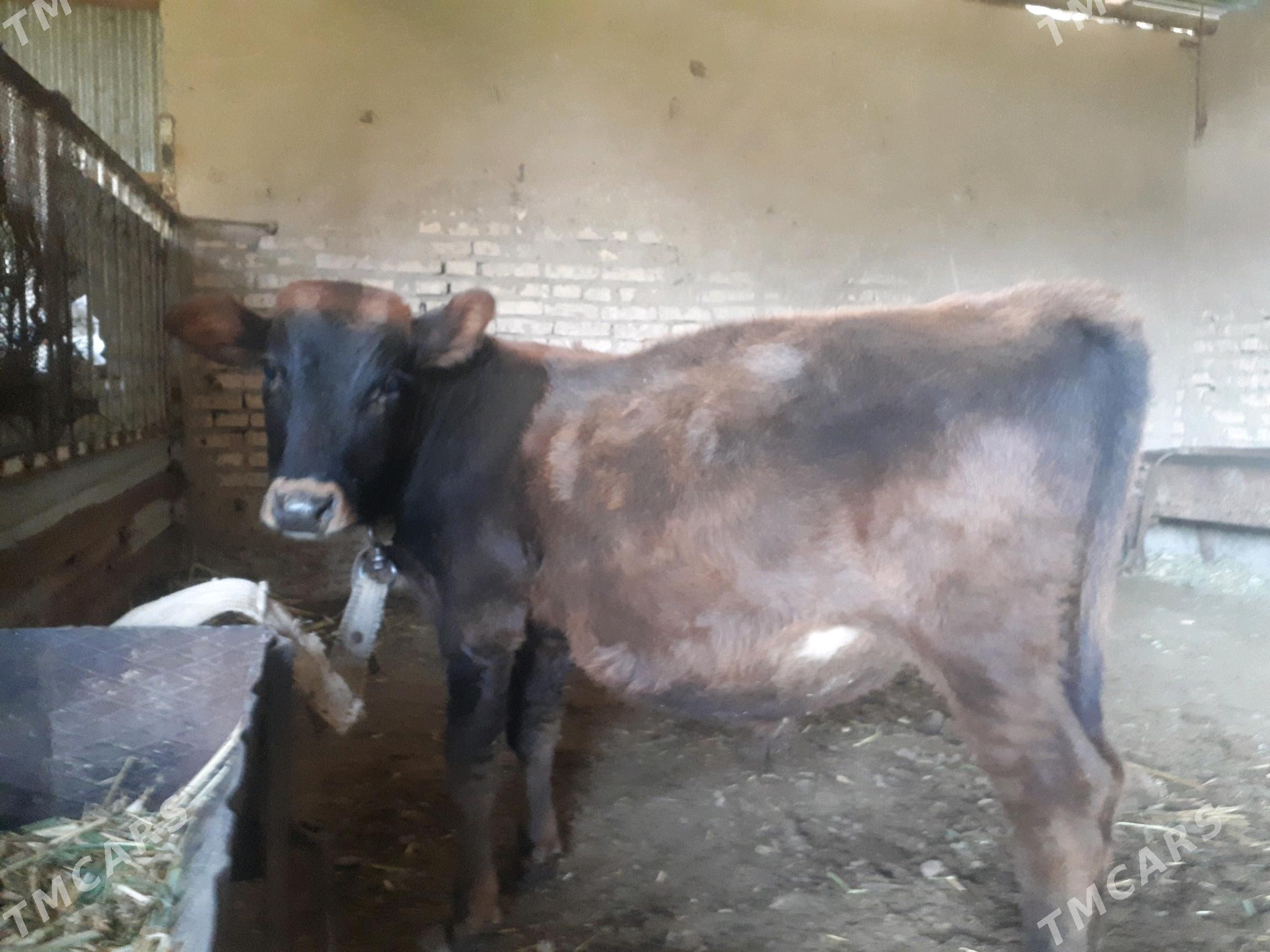 Okuzce - Wekilbazar - img 3