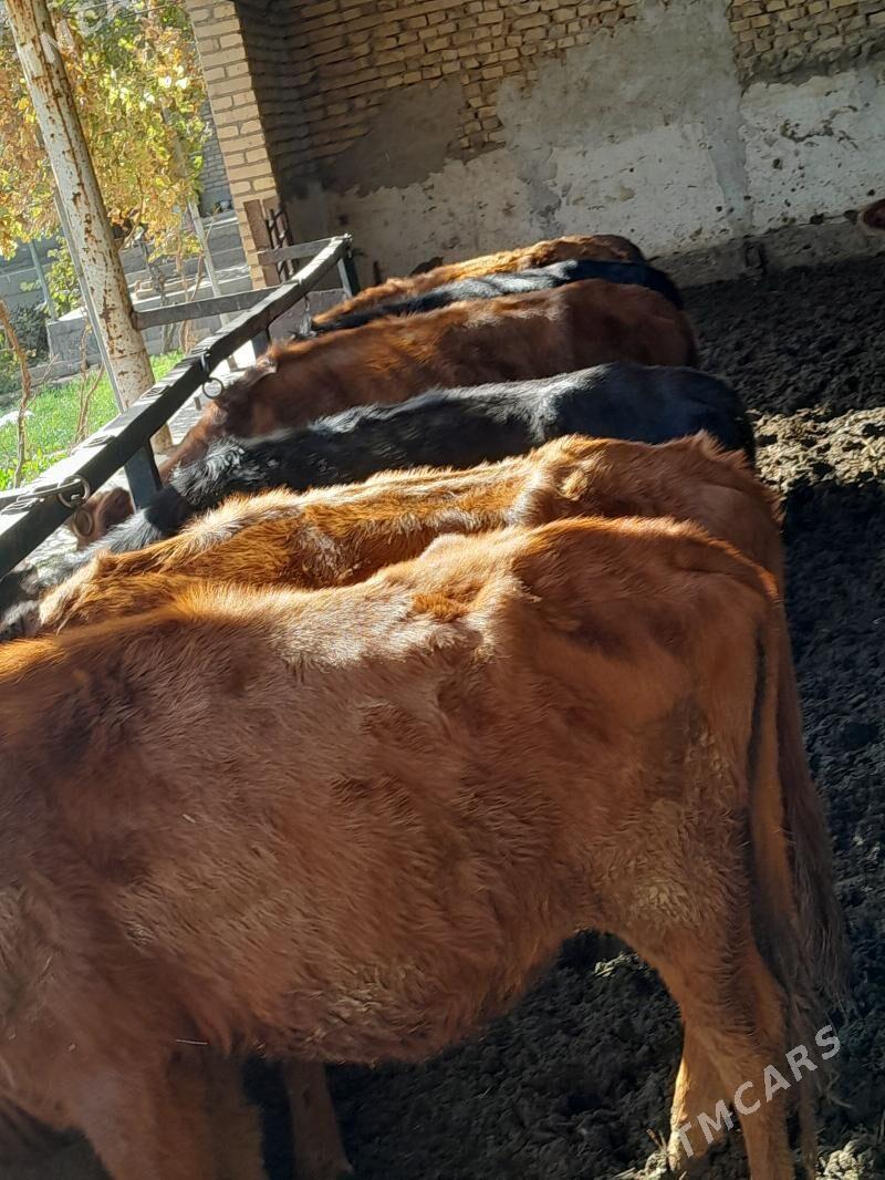 gunajyn - Çärjew - img 3