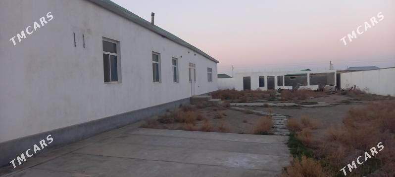 Gawers jaý - Ak bugdaý etraby - img 2