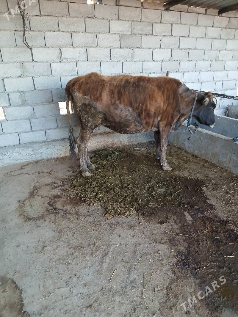 goleli sygyr - Бабадайхан - img 3