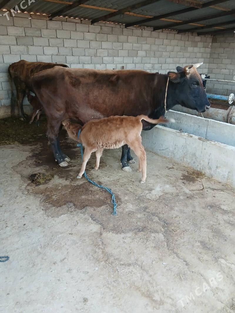 goleli sygyr - Бабадайхан - img 1