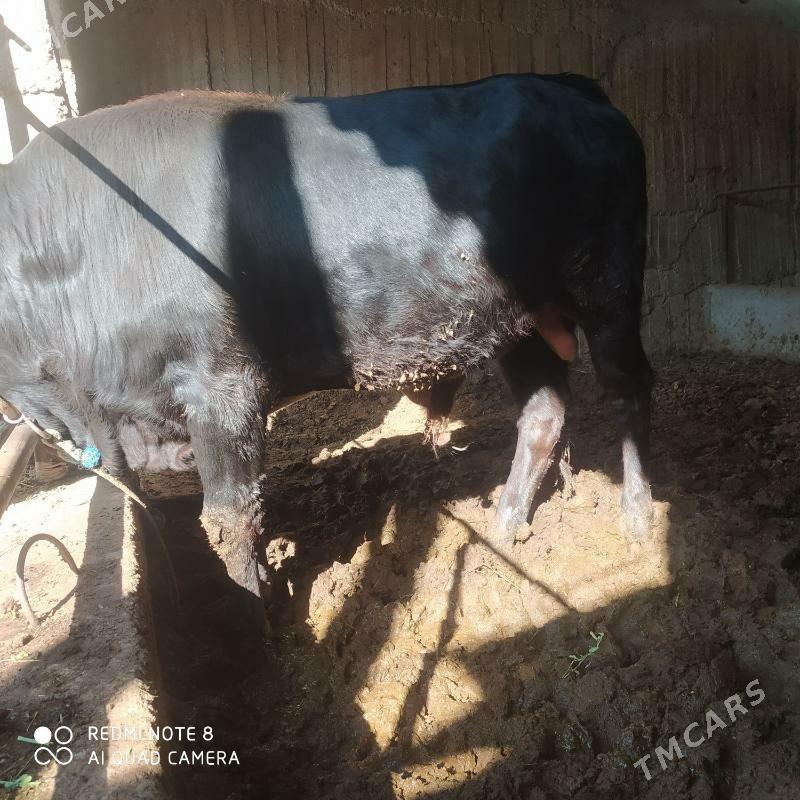 Okuz - Aşgabat - img 1