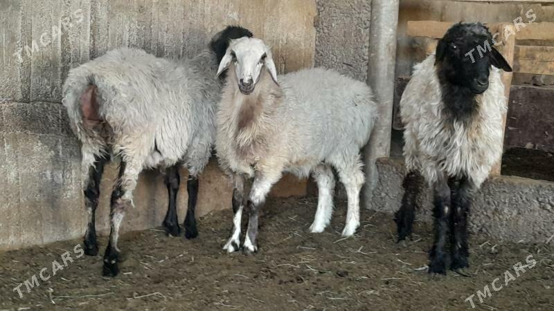 Goÿun - Herrikgala - img 1