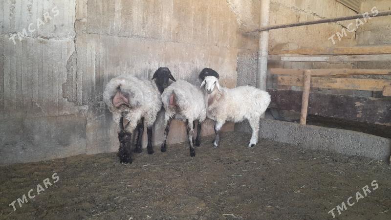 Goÿun - Herrikgala - img 2