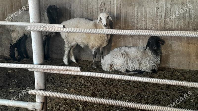 Goÿun - Herrikgala - img 3