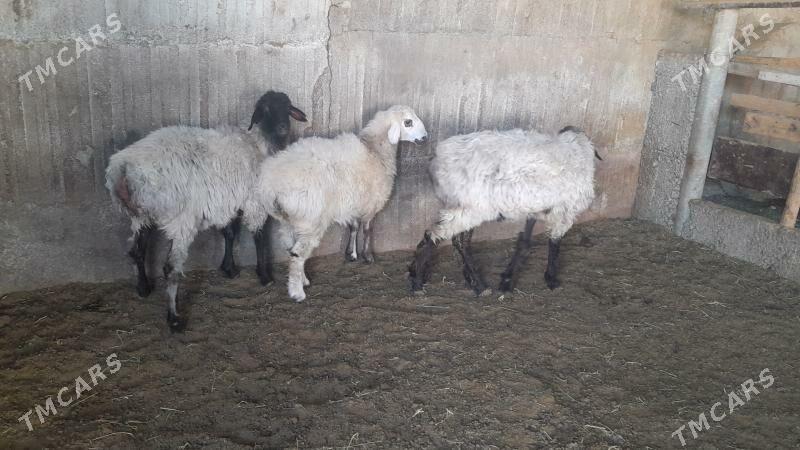 Goÿun - Herrikgala - img 4