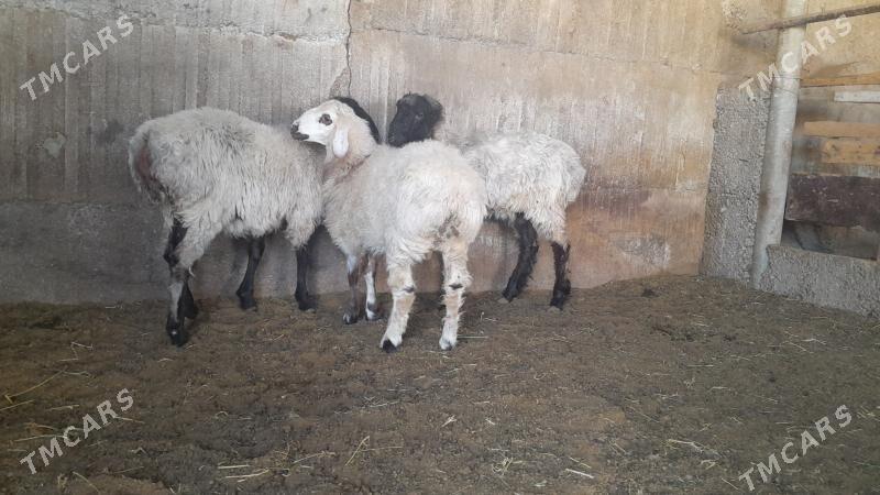 Goÿun - Herrikgala - img 7