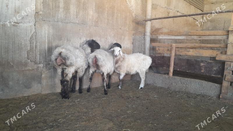 Goÿun - Herrikgala - img 5