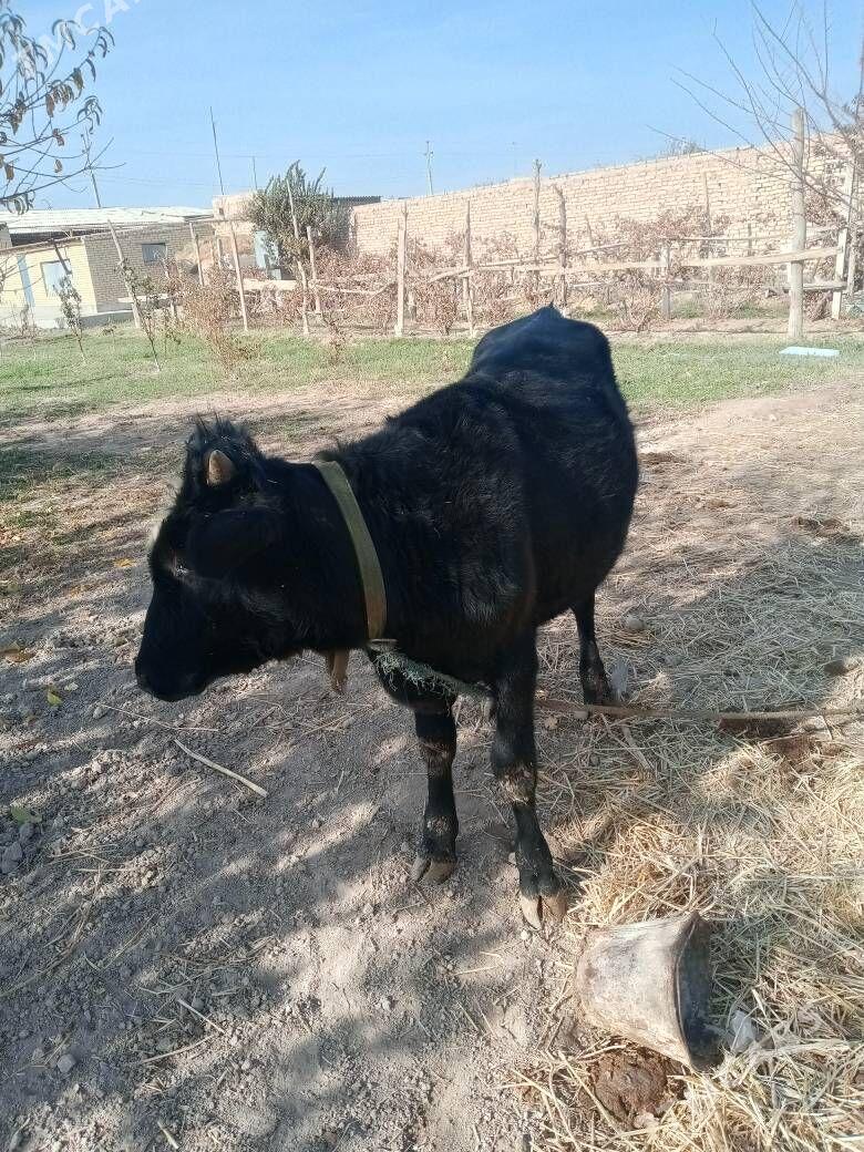 okuzce - Türkmenabat - img 3