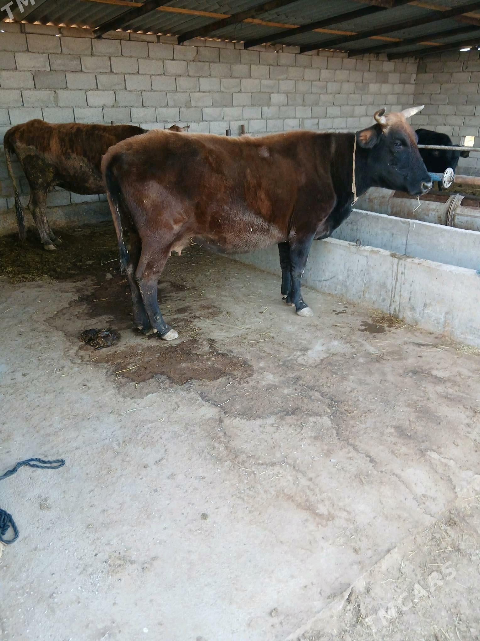 goleli sygyr - Бабадайхан - img 2