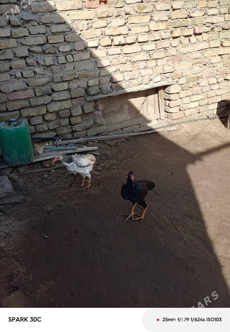 Baysy - Саят - img 4