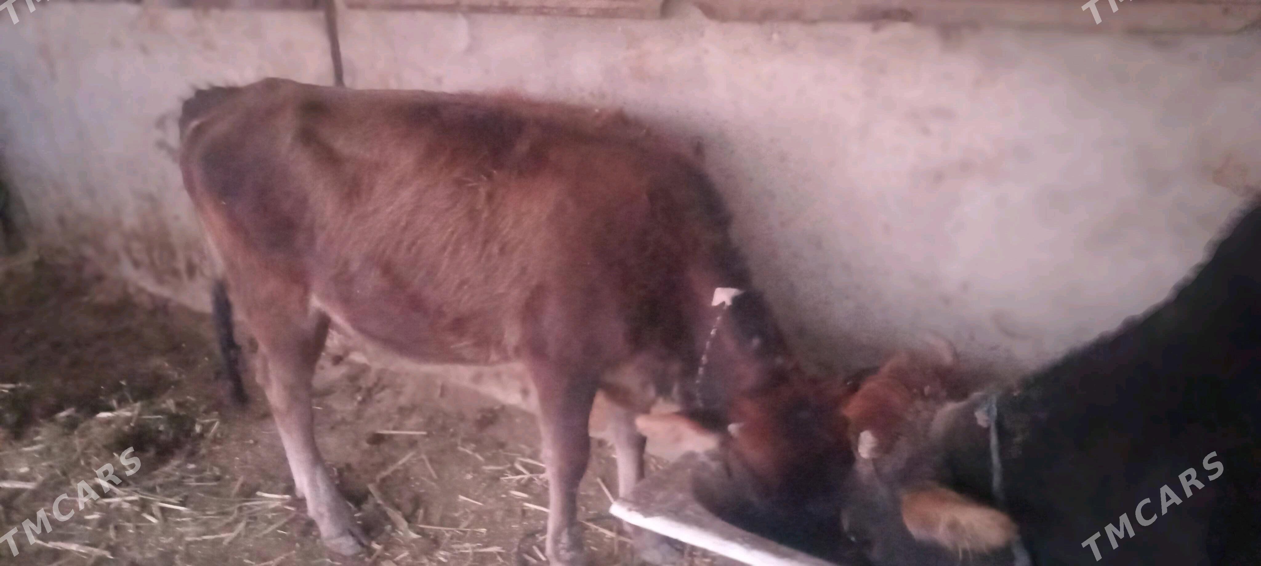 tuwe - Ýaşlyk - img 3