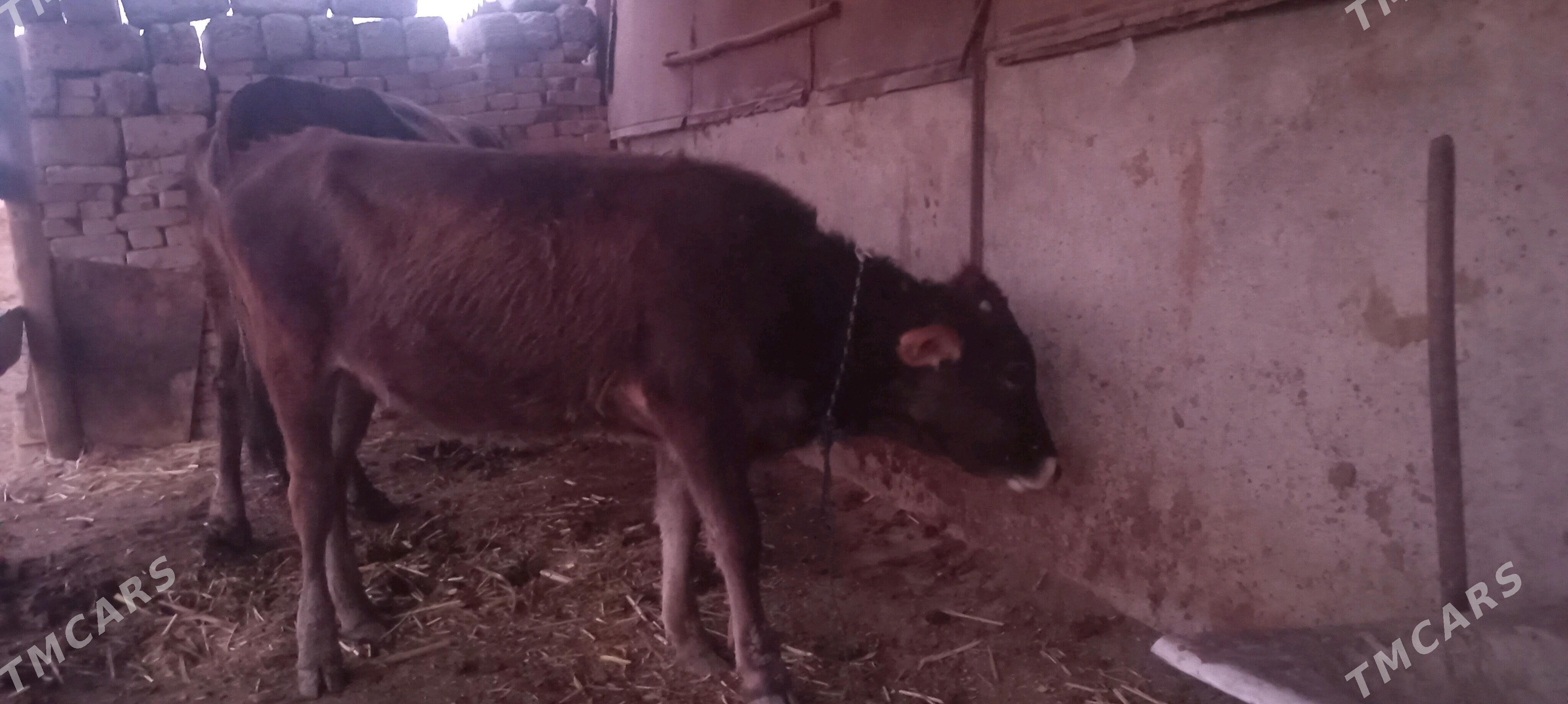 tuwe - Ýaşlyk - img 1