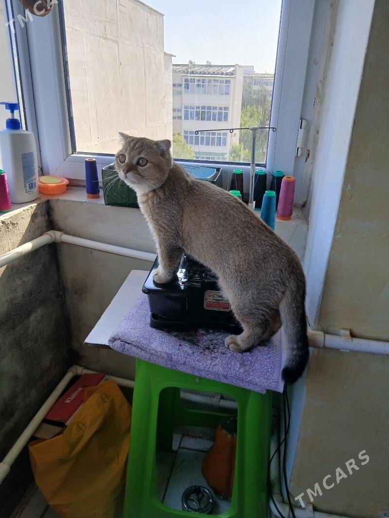 Şatlanskıy pişik - Мир 1 - img 2