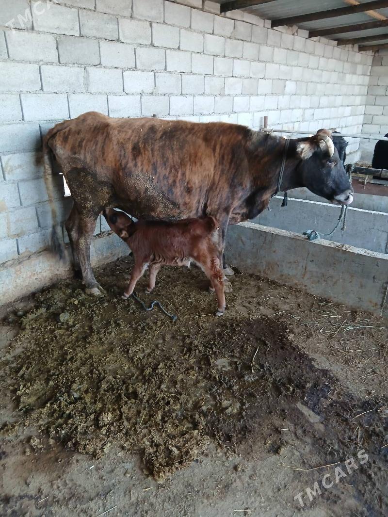 goleli sygyr - Бабадайхан - img 4