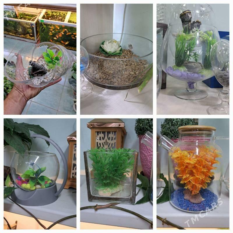 мини аквариумы - Aşgabat - img 1