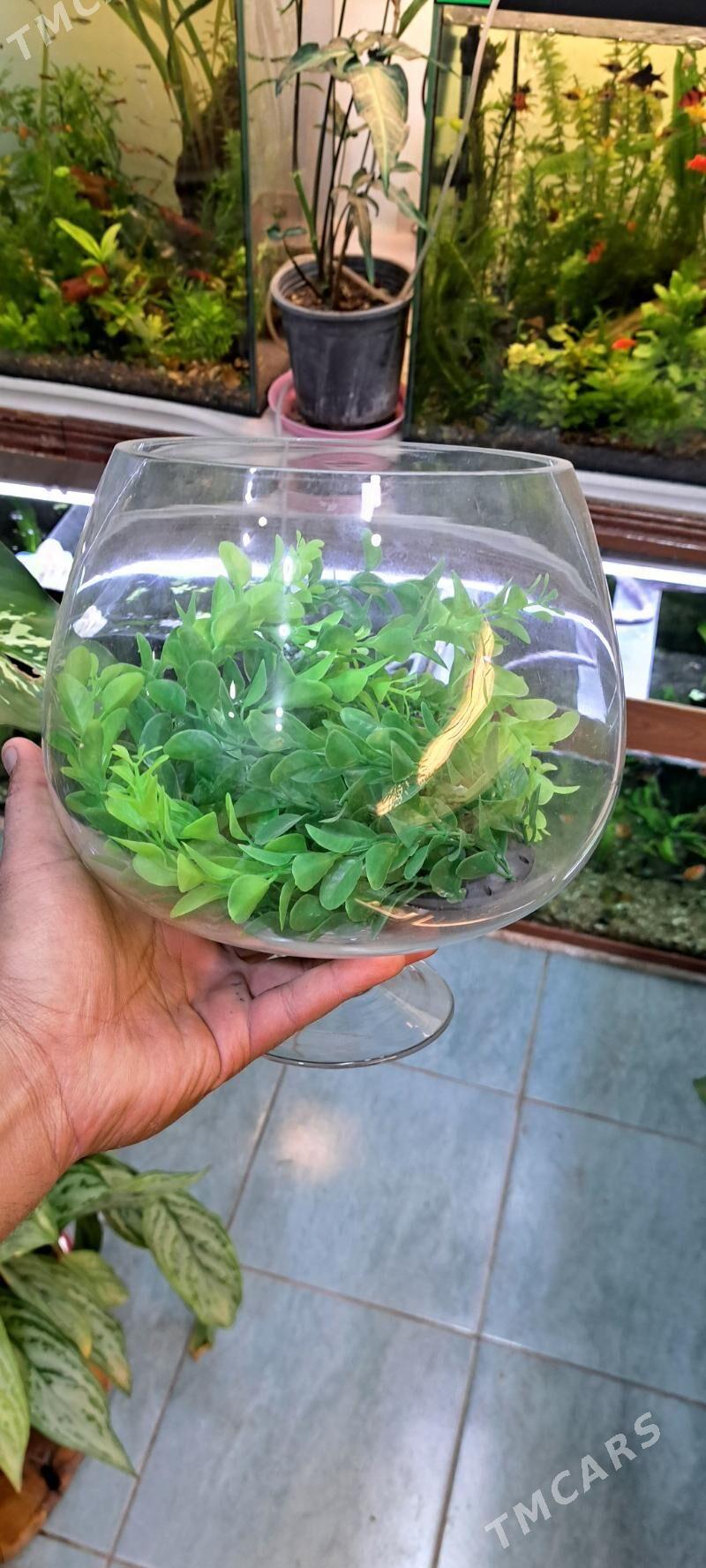 мини аквариумы - Aşgabat - img 9