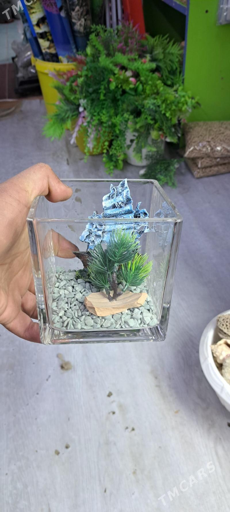 мини аквариумы - Aşgabat - img 6