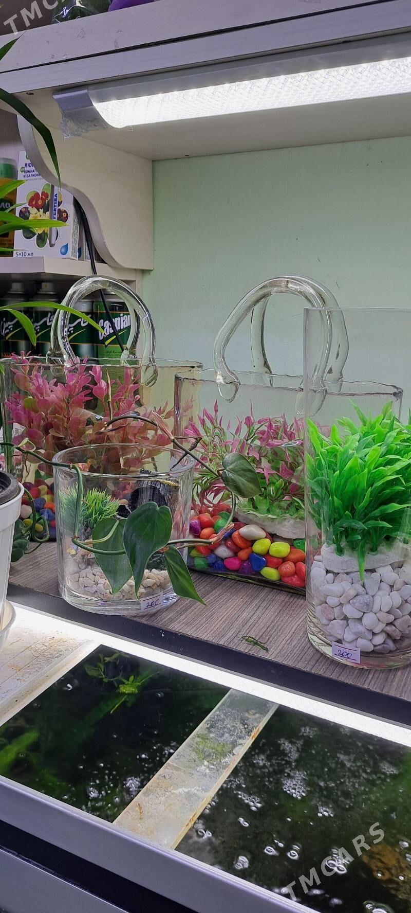 мини аквариумы - Aşgabat - img 4