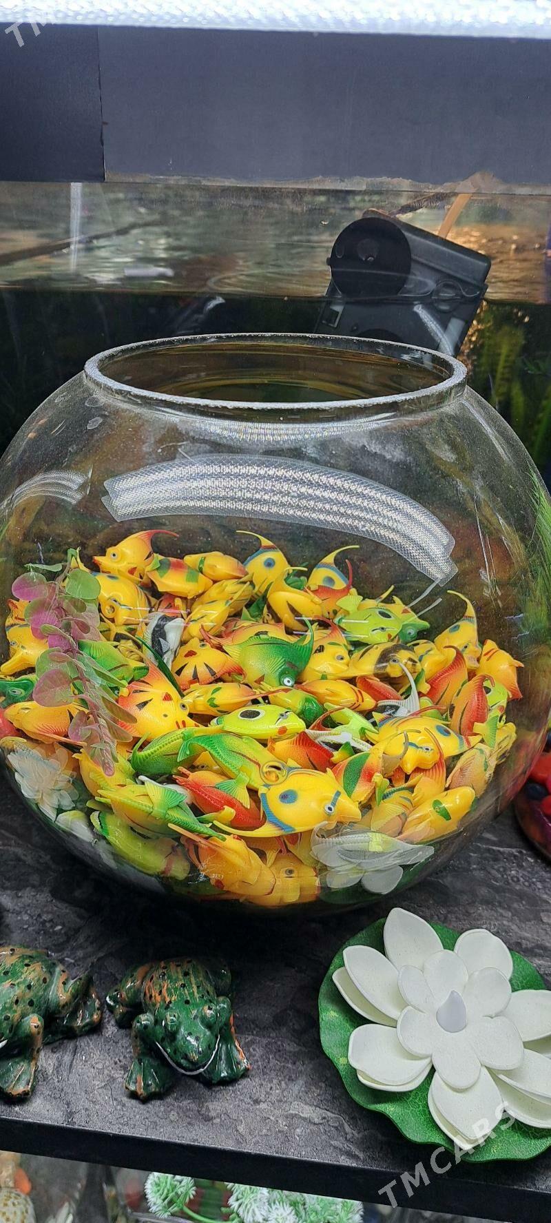 мини аквариумы - Aşgabat - img 8