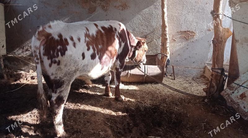 Okuz - Baýramaly - img 3