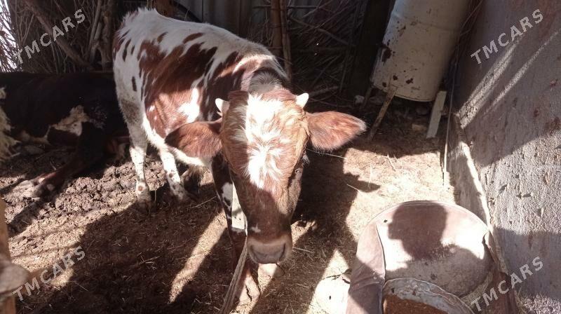 Okuz - Baýramaly - img 2