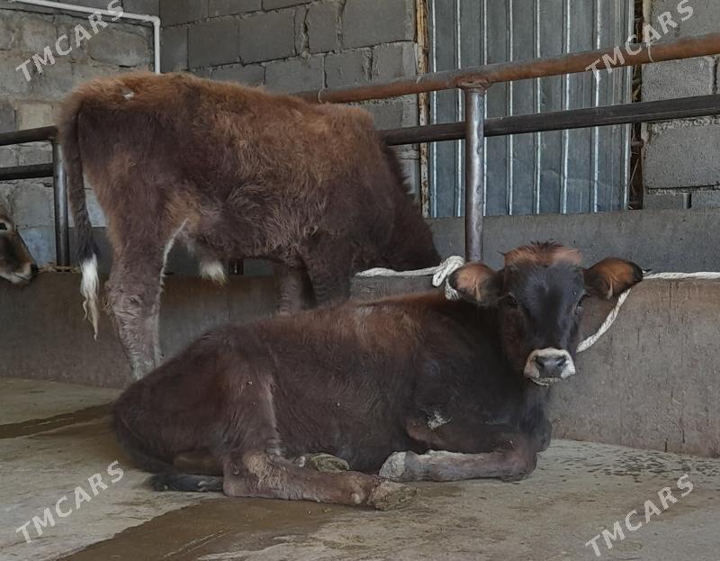 öküz - Büzmeýin - img 3