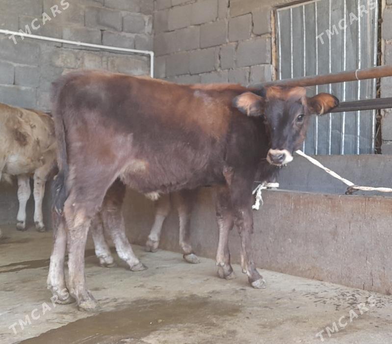 öküz - Büzmeýin - img 6