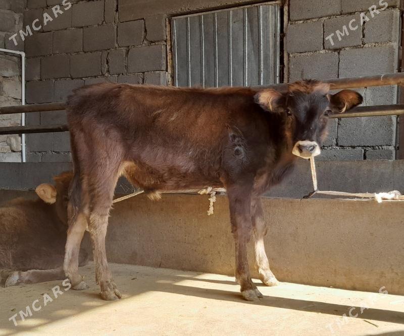 öküz - Büzmeýin - img 4