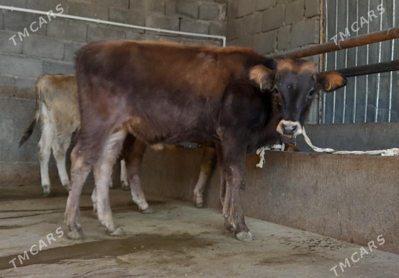 öküz - Büzmeýin - img 8