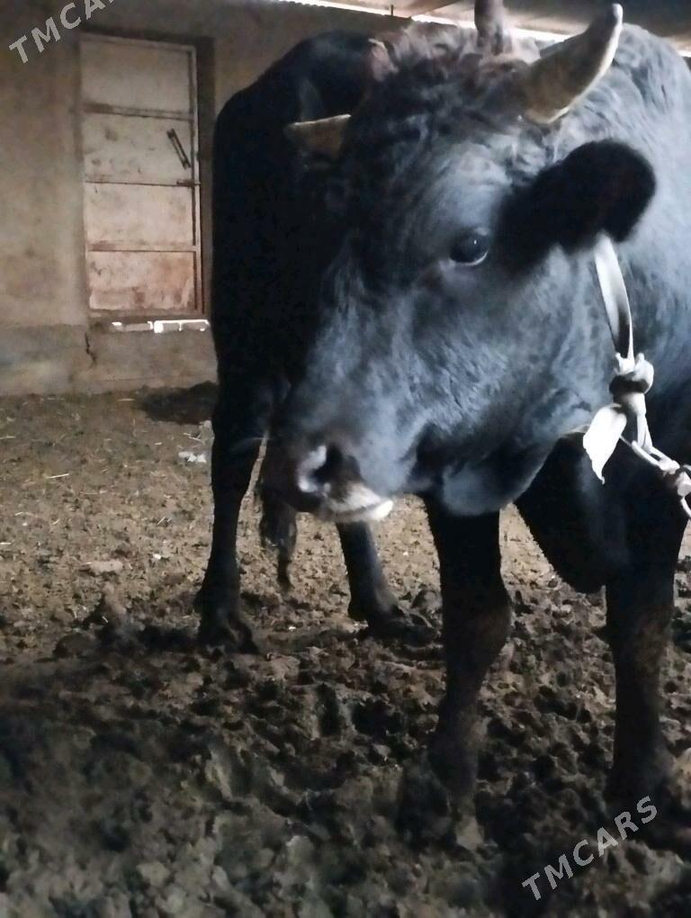 ökiz - Ak bugdaý etraby - img 4