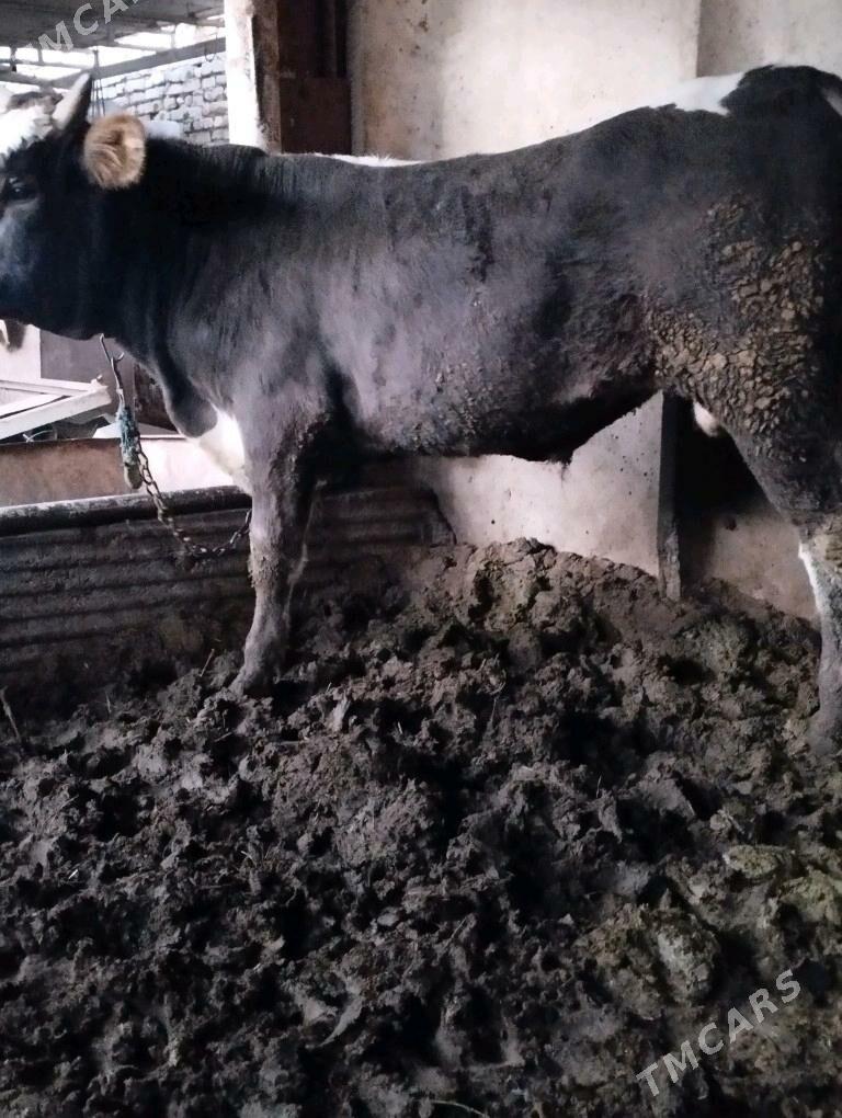 ökiz - Ak bugdaý etraby - img 2