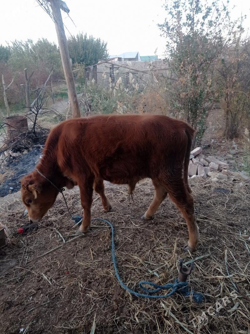 öküz - Farap - img 2