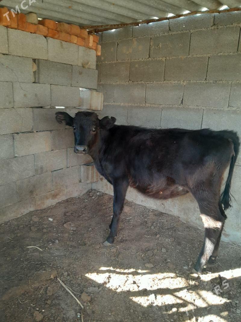 tüwe gbrit - Bäherden - img 1